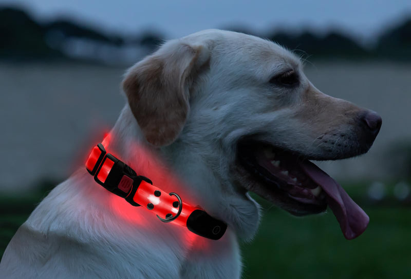 LED Dog Collars