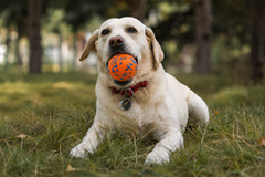 Durable Chew-Resistant Ball Dog Toy