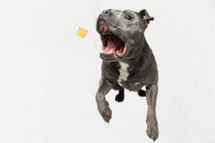 Single Ingredient, High Value Freeze-Dried Training Treats for Dogs & Cats - Salmon